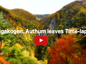 Shigakoge Authum leaves time-lapse